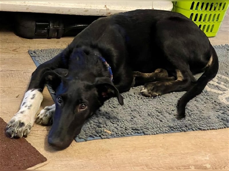 Adam, RESERVIERT Galgo-Mix auf PS Mannheim, Katzen-Kinder-Hunde Freund