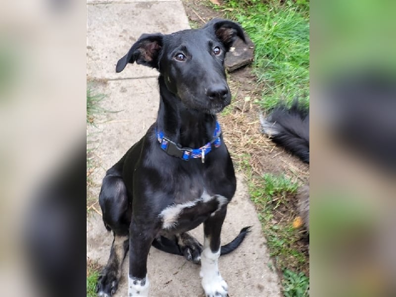 Adam, RESERVIERT Galgo-Mix auf PS Mannheim, Katzen-Kinder-Hunde Freund