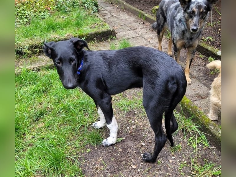 Adam, RESERVIERT Galgo-Mix auf PS Mannheim, Katzen-Kinder-Hunde Freund