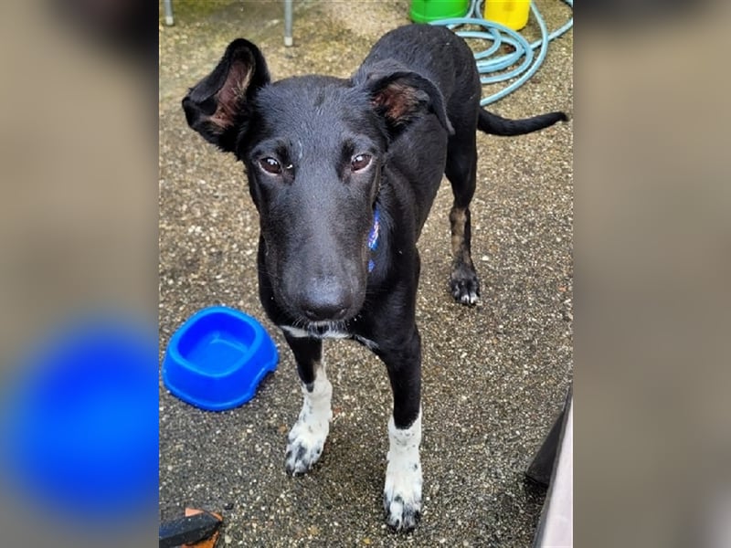 Adam, RESERVIERT Galgo-Mix auf PS Mannheim, Katzen-Kinder-Hunde Freund