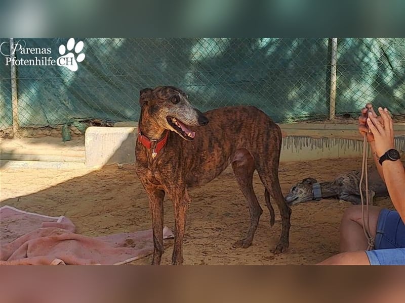 Tagres-Anfängergalgo- sehr menschenbezogen und freundlich