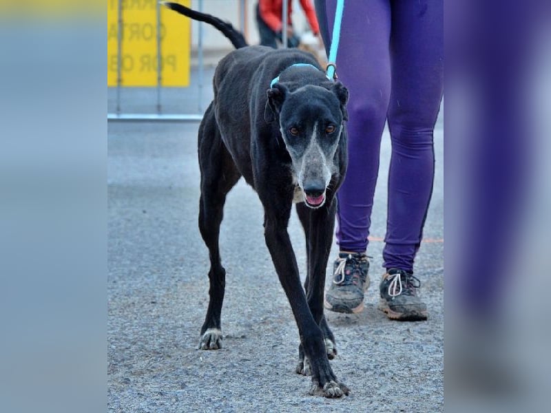 Tango, charmanter, liebesbedürftiger lustiger Galgo Mann