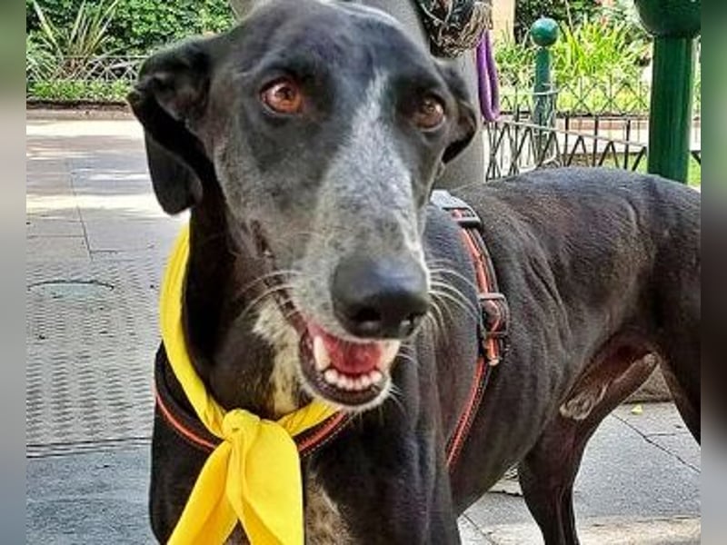 Tango, charmanter, liebesbedürftiger lustiger Galgo Mann