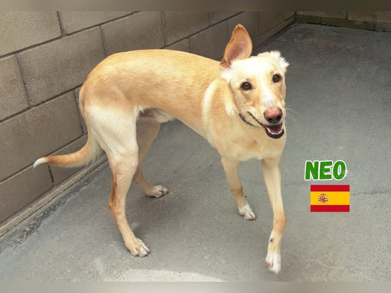 Neo,geb.12/23,unkomplizierter Galgo Mix Rüde sucht seine Familie