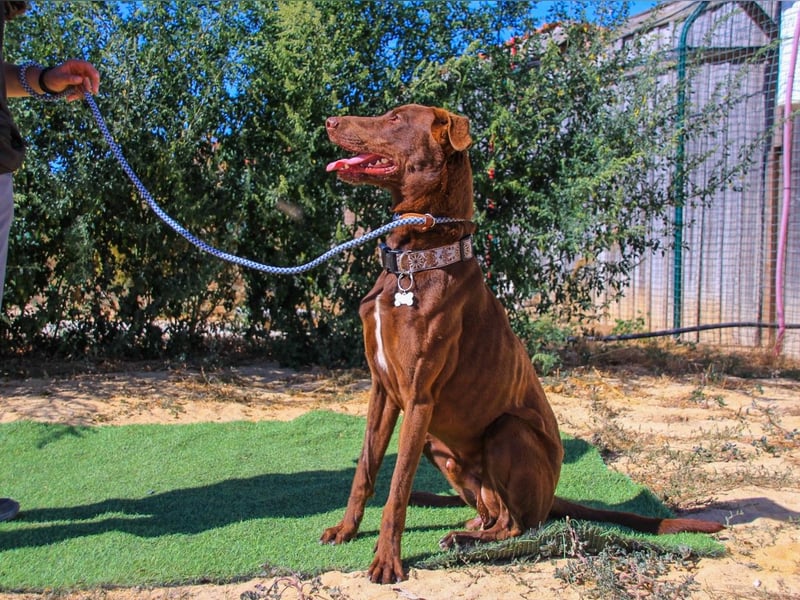 Benjamin, Galgo-Mix, lieb und voller Energie