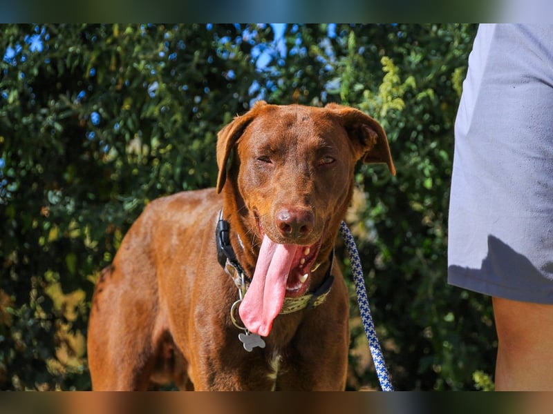 Benjamin, Galgo-Mix, lieb und voller Energie