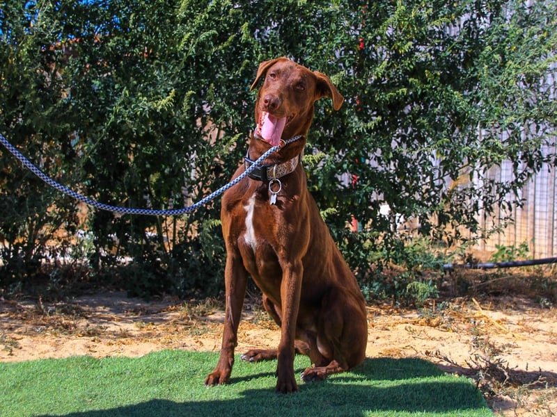 Benjamin, Galgo-Mix, lieb und voller Energie