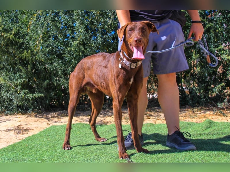 Benjamin, Galgo-Mix, lieb und voller Energie