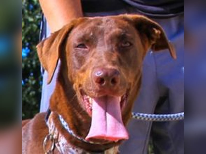Benjamin, Galgo-Mix, lieb und voller Energie