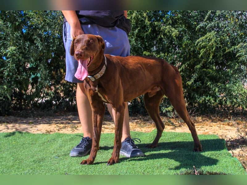 Benjamin, Galgo-Mix, lieb und voller Energie