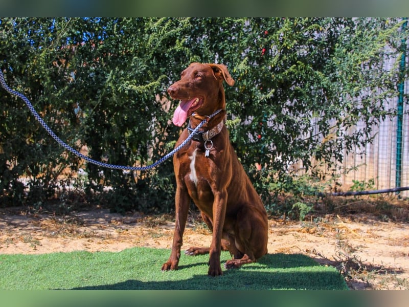 Benjamin, Galgo-Mix, lieb und voller Energie