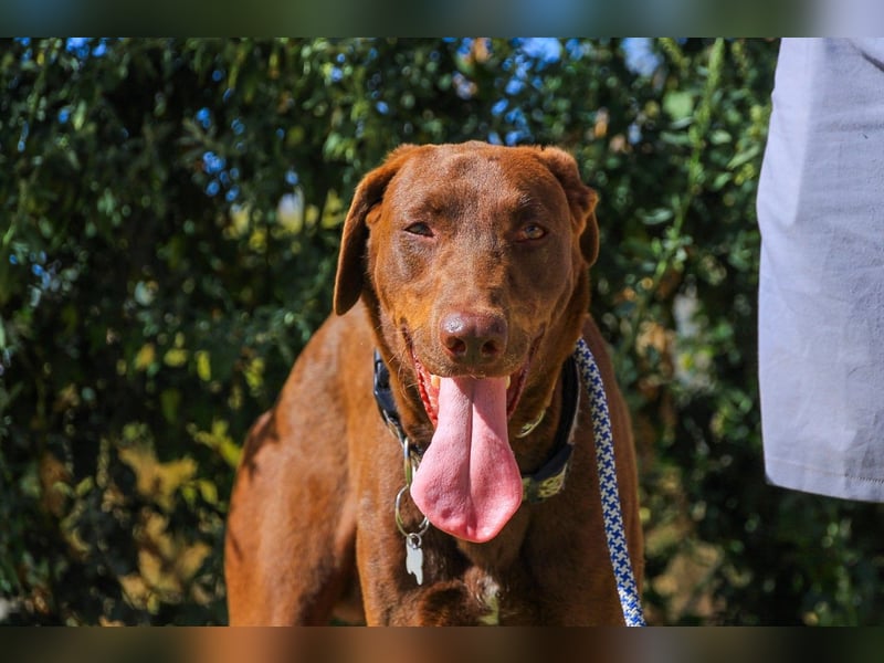 Benjamin, Galgo-Mix, lieb und voller Energie