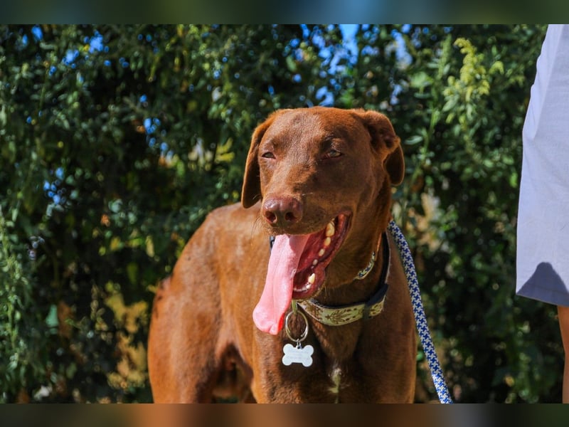 Benjamin, Galgo-Mix, lieb und voller Energie