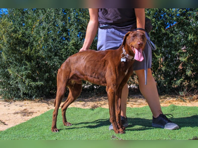Benjamin, Galgo-Mix, lieb und voller Energie