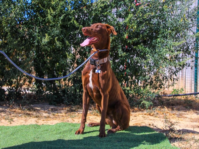 Benjamin, Galgo-Mix, lieb und voller Energie