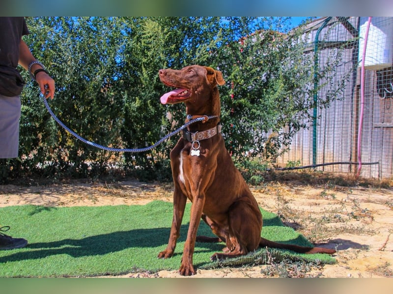 Benjamin, Galgo-Mix, lieb und voller Energie