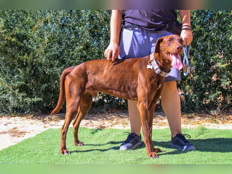 Benjamin, Galgo-Mix, lieb und voller Energie