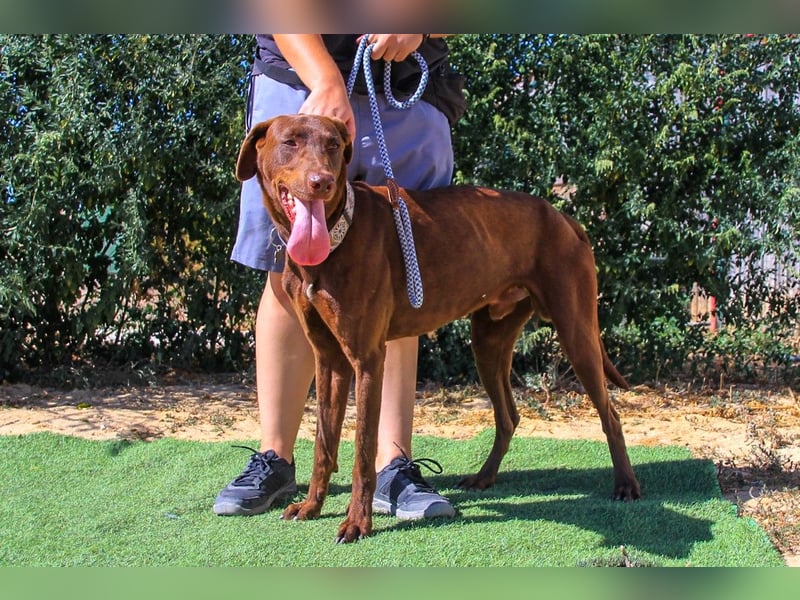 Benjamin, Galgo-Mix, lieb und voller Energie