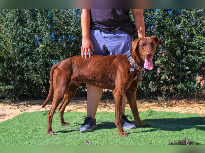 Benjamin, Galgo-Mix, lieb und voller Energie
