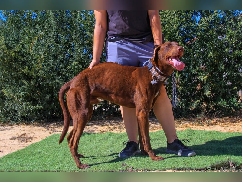 Benjamin, Galgo-Mix, lieb und voller Energie