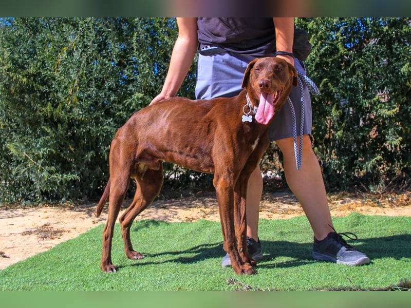 Benjamin, Galgo-Mix, lieb und voller Energie