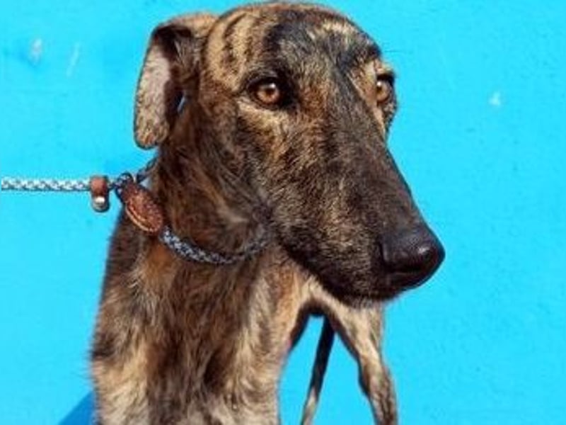 SUGUS - bezaubernder Rauhaargalgo!