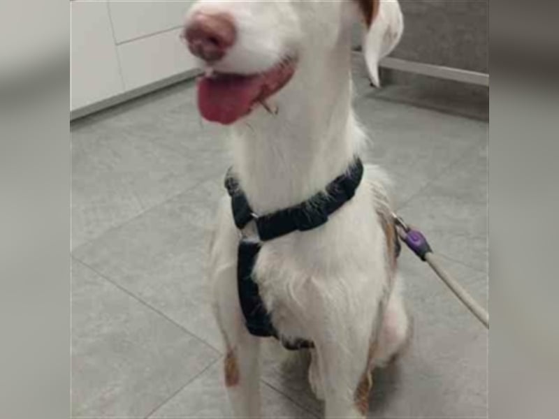 TEO- „Sensibler Hund sucht sensible Menschen“