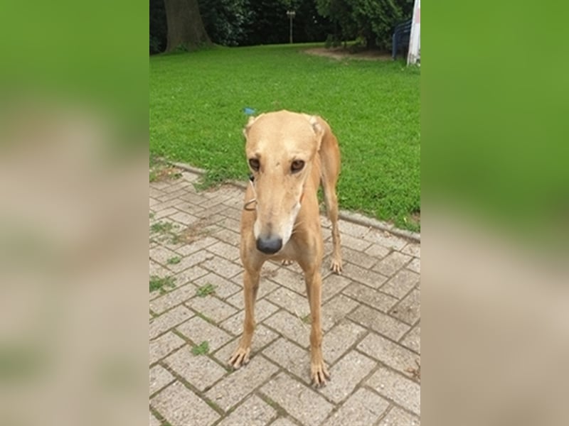 Beigel sucht Familie mit kuscheliger Couch