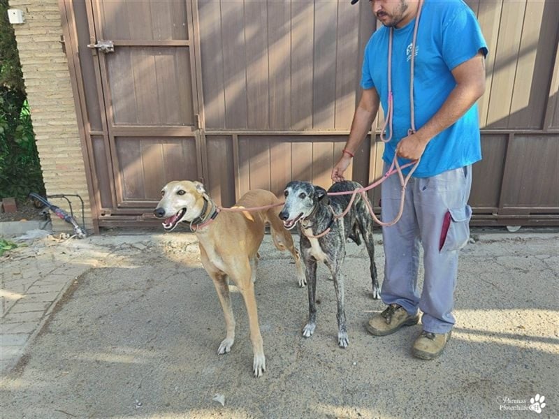 Enrik ist ein ruhiger, verschmuster Galgo