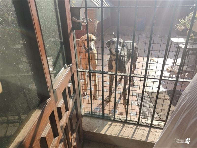 Enrik ist ein ruhiger, verschmuster Galgo
