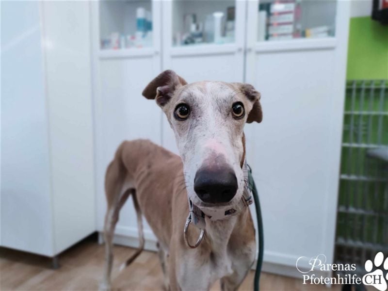 Marlon ist ein sehr hübscher Galgo, er braucht Zeit, um zu vertrauen
