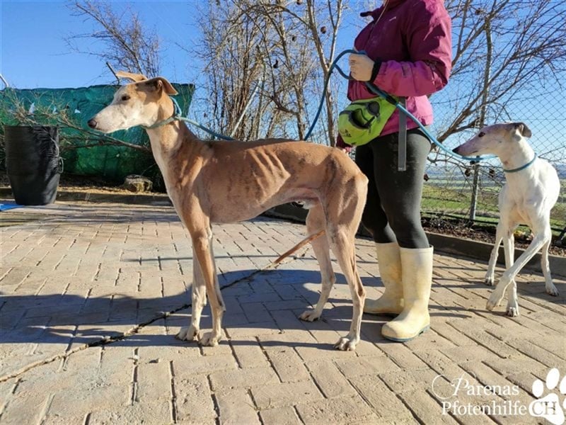 Marlon ist ein sehr hübscher Galgo, er braucht Zeit, um zu vertrauen