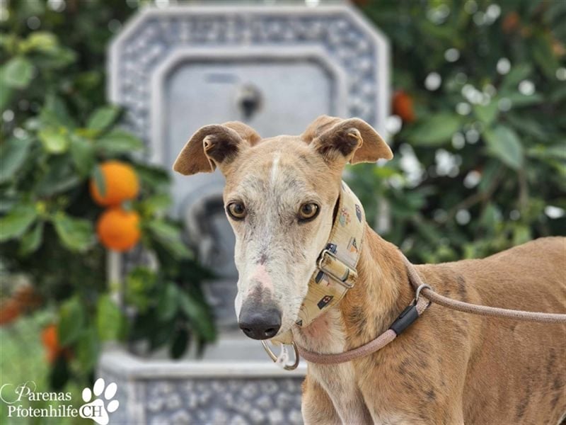Marlon ist ein sehr hübscher Galgo, er braucht Zeit, um zu vertrauen