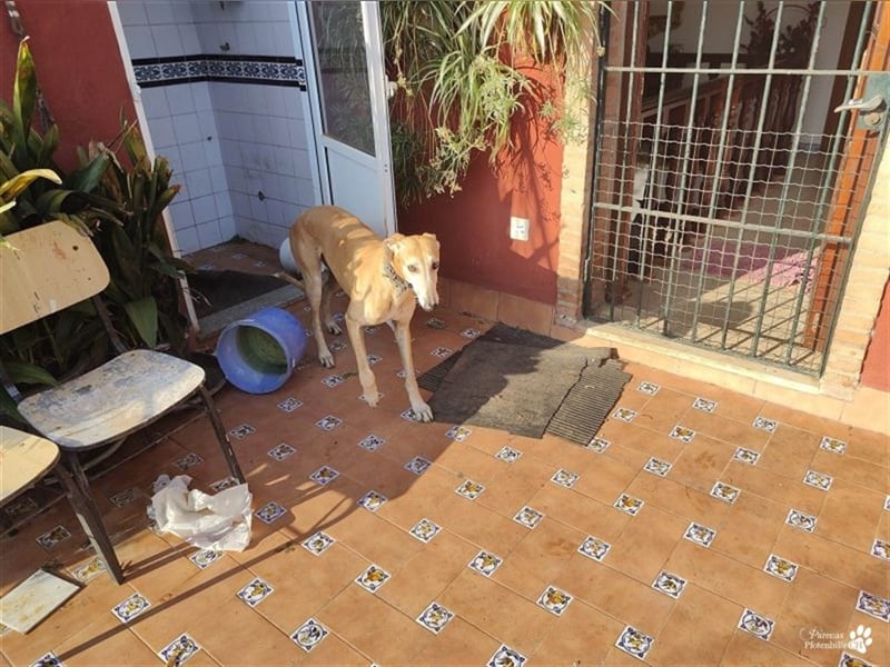 Enrik ist ein ruhiger, verschmuster Galgo