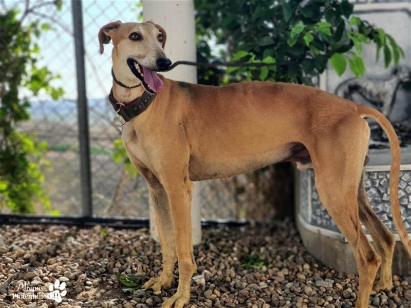 Enrik ist ein ruhiger, verschmuster Galgo