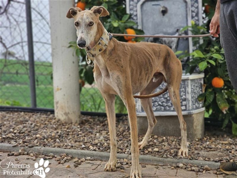 Marlon ist ein sehr hübscher Galgo, er braucht Zeit, um zu vertrauen