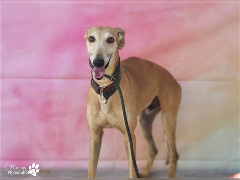 Enrik ist ein ruhiger, verschmuster Galgo
