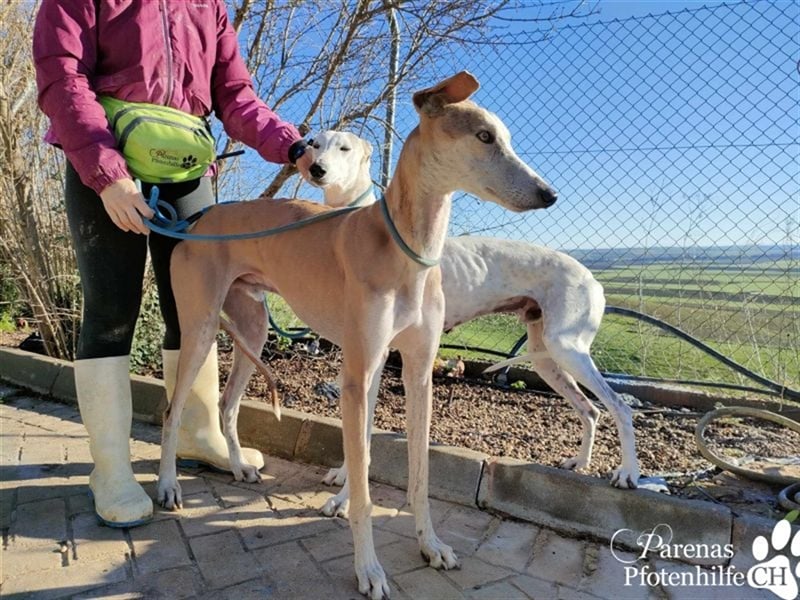 Marlon ist ein sehr hübscher Galgo, er braucht Zeit, um zu vertrauen