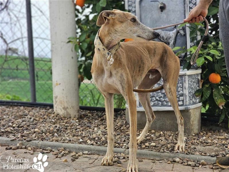 Marlon ist ein sehr hübscher Galgo, er braucht Zeit, um zu vertrauen