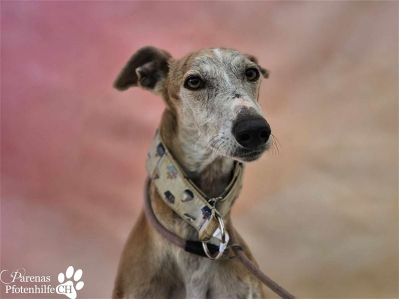 Marlon ist ein sehr hübscher Galgo, er braucht Zeit, um zu vertrauen