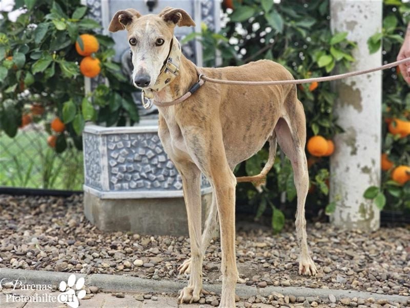 Marlon ist ein sehr hübscher Galgo, er braucht Zeit, um zu vertrauen