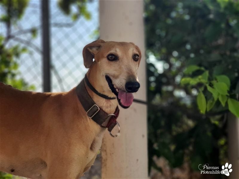 Enrik ist ein ruhiger, verschmuster Galgo