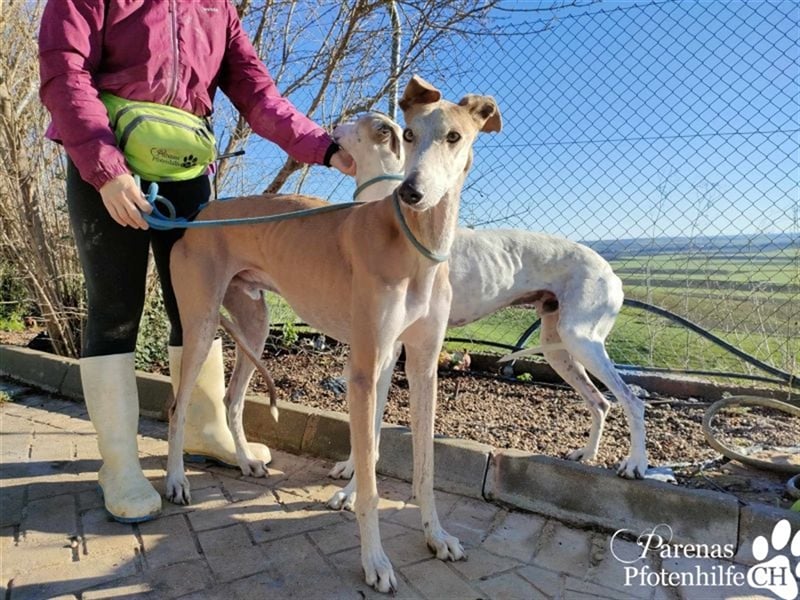 Marlon ist ein sehr hübscher Galgo, er braucht Zeit, um zu vertrauen