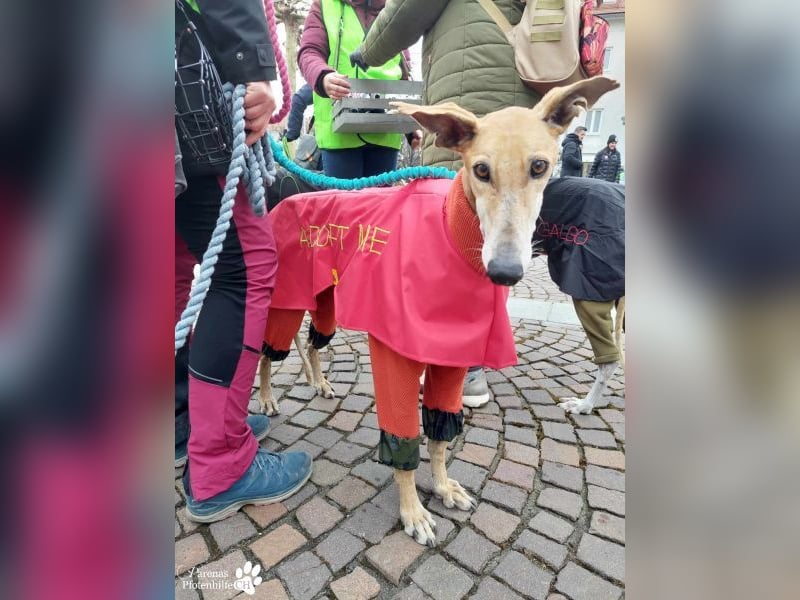Nando ist bereits auf Pflegestelle in Österreich