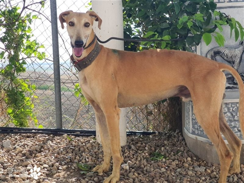 Enrik ist ein ruhiger, verschmuster Galgo