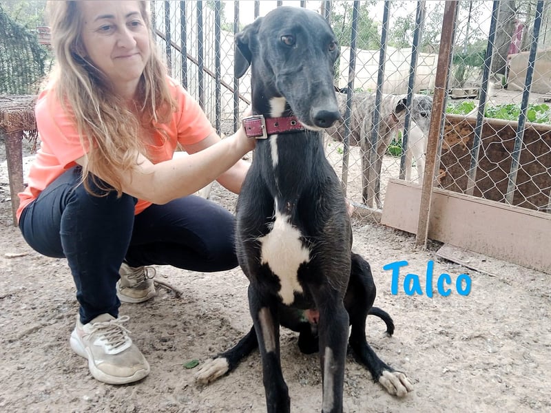 Talco 06/2024 (ESP) - entspannter und ruhiger, junger Galgo Bub!