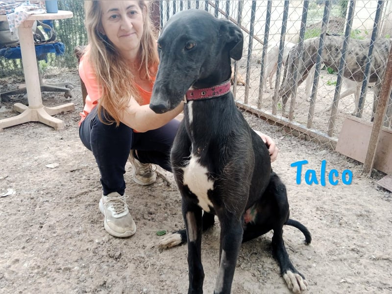 Talco 06/2024 (ESP) - entspannter und ruhiger, junger Galgo Bub!