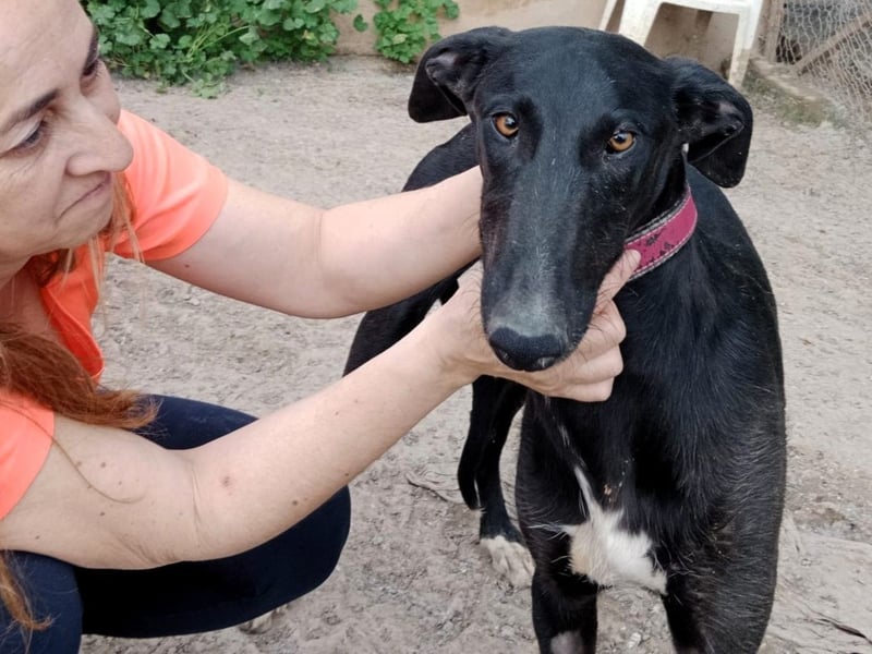 Talco 06/2024 (ESP) - entspannter und ruhiger, junger Galgo Bub!