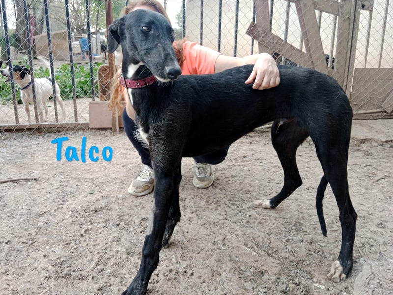 Talco 06/2024 (ESP) - entspannter und ruhiger, junger Galgo Bub!