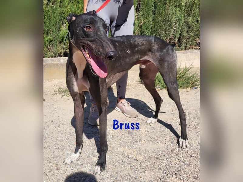 Bruss 01/2023 (ESP) - ein wunderschöner Traumgalgo!